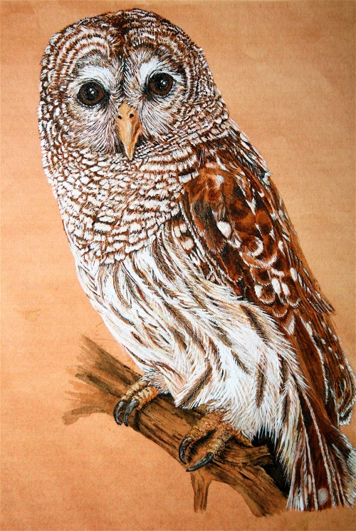 watercolor painting of Barred Owl