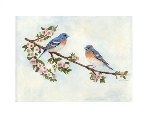 Lazuli Buntings on an Apple Blossom Branch